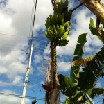 Banana trees are all over the place in Colosio my home in play del carmen quintana roo