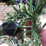 Cactus plant in play del carmen mexico