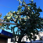 Cactus Tree In Mexico in house in playa del carmen