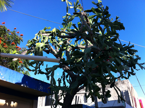 Cactus Tree In Mexico in house in playa del carmen