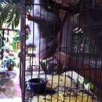 little guy in cage around the complex in playa del carmen