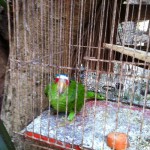 nice bird in cage around the complex in playa del carmen