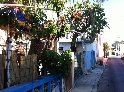 Side Street In Mexico with cactus tree