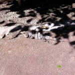 Iguana over rock and cliff in Tulum Mexico Mayan Ruins pyramid