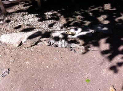 Iguana over rock and cliff in Tulum Mexico Mayan Ruins pyramid