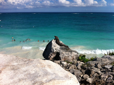 Iguana over rock and cliff in Tulum Mexico Mayan Ruins