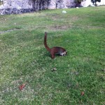 Monkey at Tulum Mexico Mayan Ruins