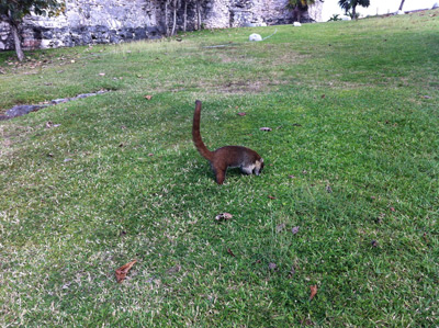 Monkey at Tulum Mexico Mayan Ruins